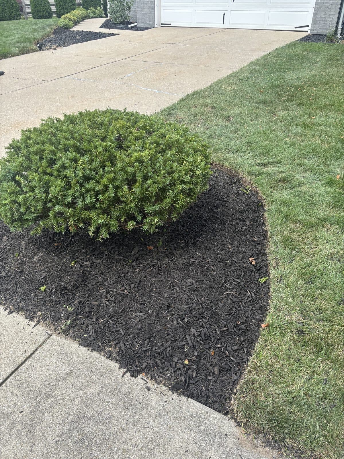 Freshly mulched and sharply edged landscape beds installed by Fresh Cut Lawns.