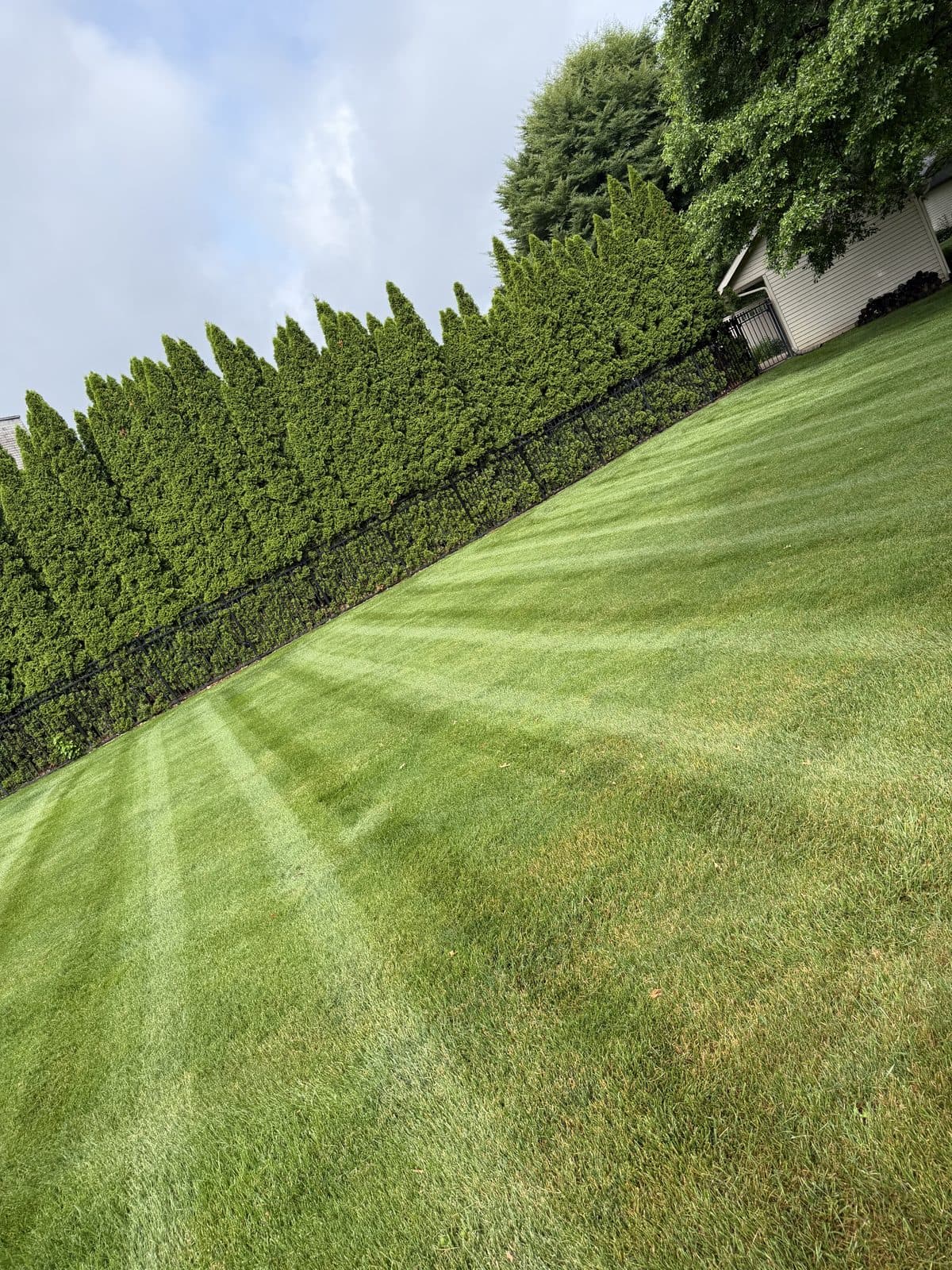 A residential lawn freshly mowed with clean, straight mowing stripes by Fresh Cut Lawns.
