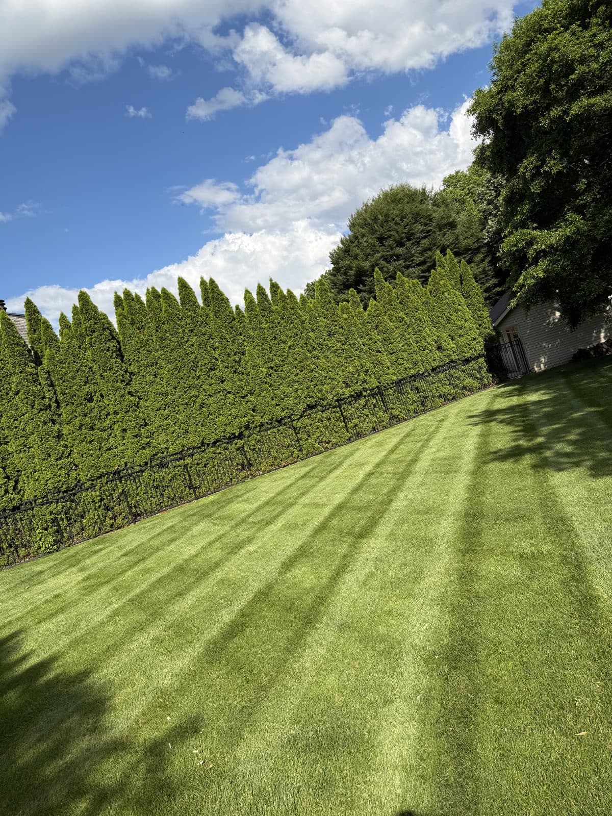 A residential lawn freshly mowed with clean, straight mowing stripes by Fresh Cut Lawns.